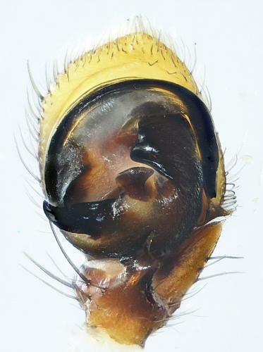 Xysticus erraticus